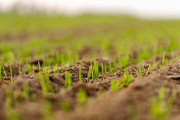 Young wheat grows in agricultural fields. Natural composition. Agriculture, organic gardening, planting or ecology concept.