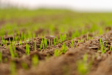 Young wheat grows in agricultural fields. Natural composition. Agriculture, organic gardening, planting or ecology concept.