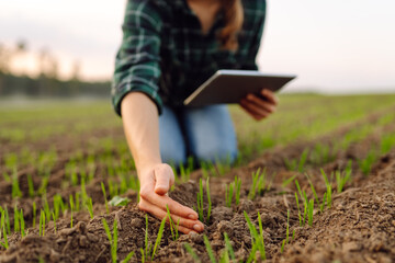 Farmer woman  checking the quality of the new crop. Agronomist analysis the progress of the new...