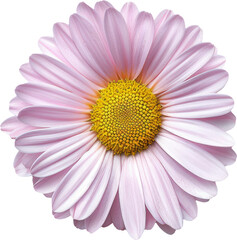 daisy blossom transparent background PNG clipart
