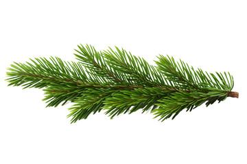 christmas fir twigs isolated on white background or transparent png background