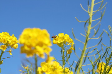 菜の花と蜂