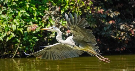Un héron en vol au ras de l'eau d'un étang