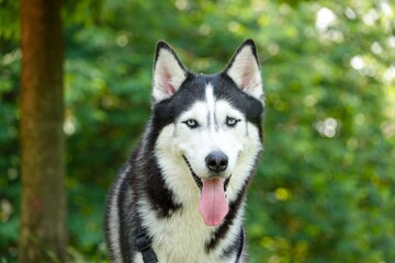 Portrait de husky sibérien en pleine nature