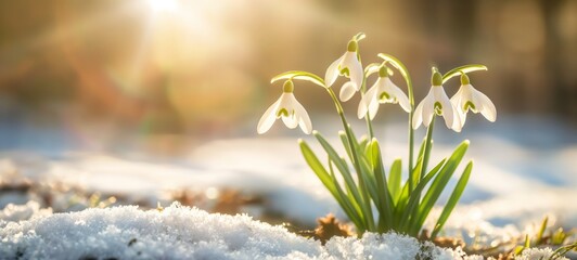 Snowdrop flowers on snow at spring sun rays