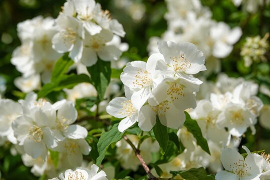 Fleurs Philadelphus coronarius Seringat commun	