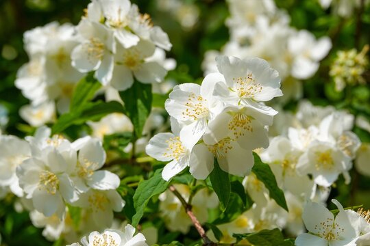 Fleurs Philadelphus coronarius Seringat commun, avec tons vifs
