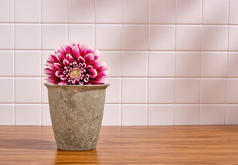 Purple summer flower in a gray concrete pot. Copy space for text.