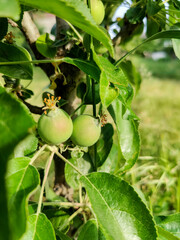 Unripe little apples on tree against green background in orchard. Fruit ripening. Close-up. Selective focus. Copy space.