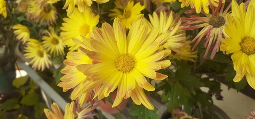 Light Yellow Chrysanthemum Flowers Blooming on Flowers Background