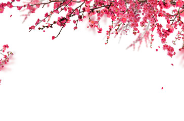 Blossom branch, cherry blossom, apple blossom, spring