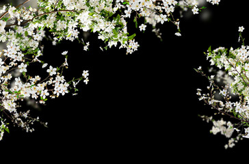 Blossom branch, cherry blossom, apple blossom, spring