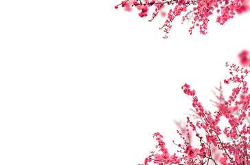 Obraz na płótnie Canvas Blossom branch, cherry blossom, apple blossom, spring