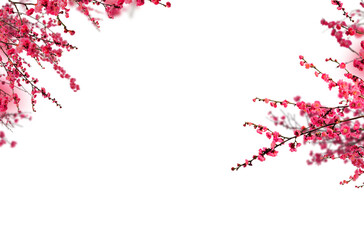 Blossom branch, cherry blossom, apple blossom, spring