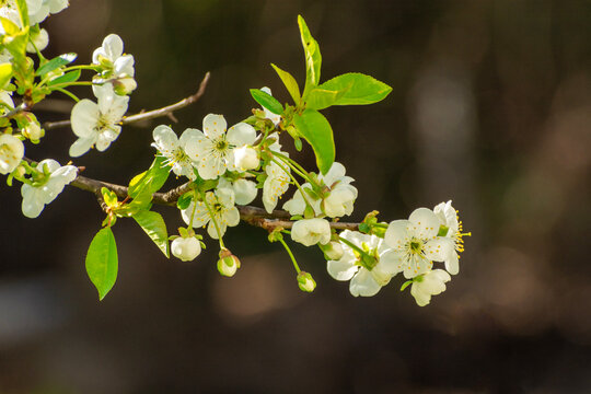 A blooming twig with flowers of a fruit tree on a dark background