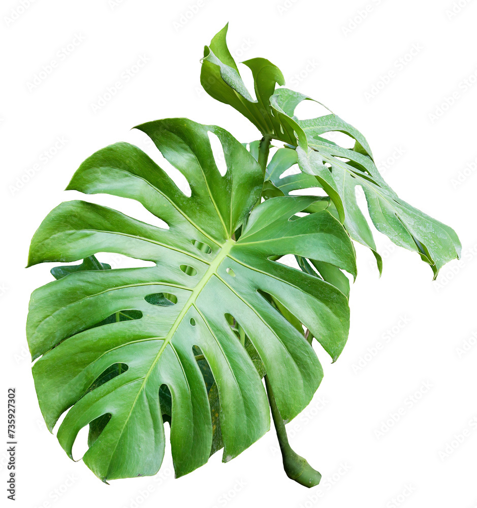 Wall mural tree on transparent background, real monstera tree green leaf isolate die cut png file. can use for 