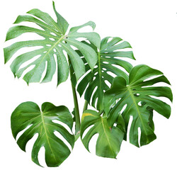 Tree on transparent background, real monstera tree green leaf isolate die cut png file. Can use for...