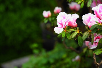 ピンク色のアザレアのほほえみ