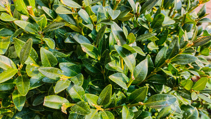 beautiful green boxwood. Woody plant, species of the genus Boxwood of the Boxwood family.