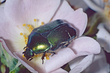 specimen of green rose chafer scarab feeds on a flower