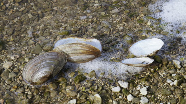 freshwater mussel, swan mussel valves, Anodonta cygnea, Unionidae