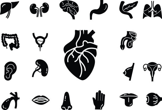 Human Anatomy Icon set, Heart, Kidney, liver, pancreas, spleen, nose, hand, brain, gallbladder, tongue, eye, vesica urinary, bladder, teeth