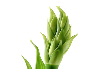 Obraz premium Close Up of Green Plant With Long Stems. This photo showcases a detailed view of a green plant with long stems, providing a close up look at its unique features.