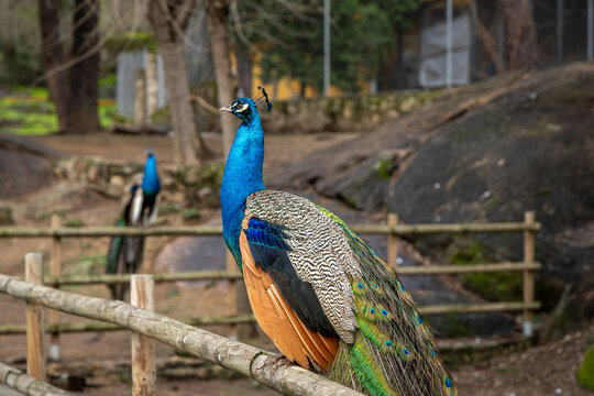 Pavos reales en el Parque de los Pinos en Plasencia 