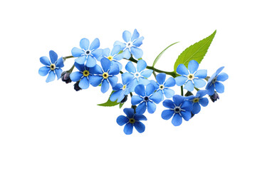 A Bunch of Blue Flowers With Green Leaves. The photo shows a group of blue flowers with green leaves, highlighting their vibrant colors and natural beauty.