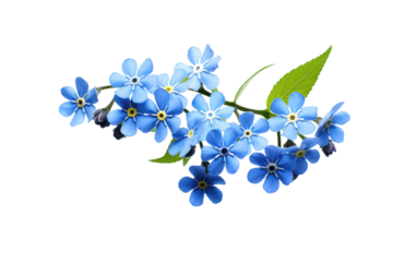 A Bunch of Blue Flowers With Green Leaves. The photo shows a group of blue flowers with green leaves, highlighting their vibrant colors and natural beauty.