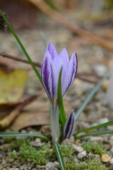 Autumn blooming Crocus laevigatus in the garden