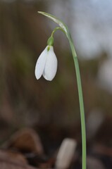 Obraz premium Autumn blooming snowdrop Galanthus bursanus