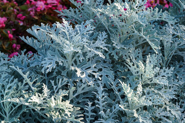 Natural macro background with silver leaves of Cineraria maritima (Jacobaea maritima) or Dusty...