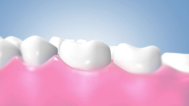 Teeth are protecting against bacteria that causes tooth decay. 3d animation.