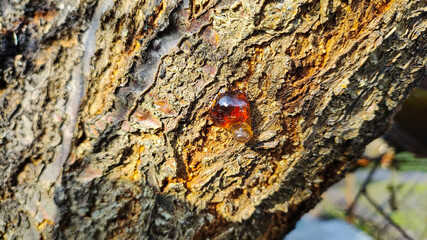 tree trunk in spring. trees in spring. bark and wood texture.