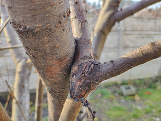 Obraz premium tree trunk in spring. trees in spring. bark and wood texture.