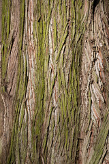 Obraz premium textured tree bark with moss background
