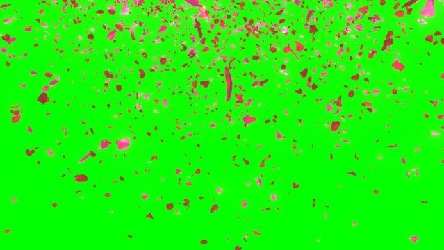 Two type color of rose petals confetti falling and rotating animation as transparent greenback version. wedding party rose petals confetti. seamless looping animation.