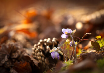 Wiosenne kwiaty Przylaszczek pospolitych  w lesie. Tapeta, dekoracja.  - obrazy, fototapety, plakaty