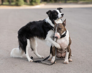 Black and white border collie hugging a brindle bull terrier on a walk. 