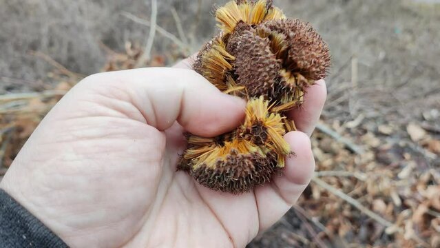 round tree seeds. unusual plant seeds. Acerifolia, or hybrid plane, family Platanaceae. Autumn yellow dry leaves, outdoors.