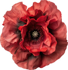 poppy blossom transparent background PNG clipart