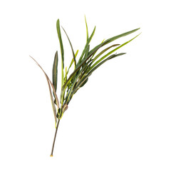 Codiaeum variegatum leaves branch isolated on transparent background