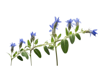 Close Up of a Plant With Blue Flowers. A detailed view of a plant featuring vibrant blue flowers in sharp focus.