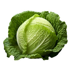 Obraz premium Vector cabbage, fresh color cabbages isolated on white background
