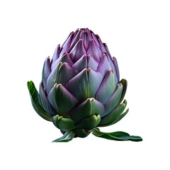 Fototapeta premium artichoke isolated on white background