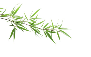 Fototapeta premium A Branch of a Tree With Green Leaves. A close-up photo of a branch from a tree showcasing its green leaves against a Transparent background.