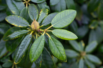 Budding Rhododendron with fresh green leaves in early wet spring. Focus on the bud and some leaves