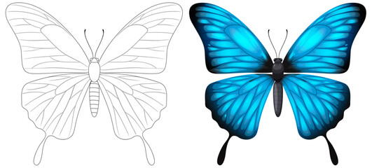 Black and white to vibrant blue butterfly illustration © GraphicsRF
