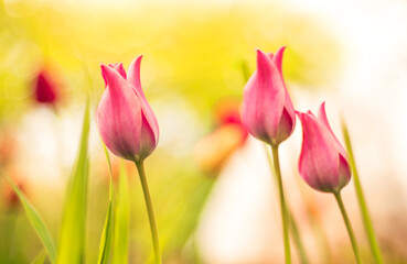 Colorful tulip with nature background